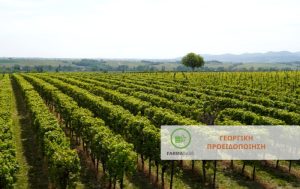 Καταπολέμηση Περονόσπορου και Ωιδίου της Αμπέλου