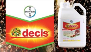 Decis 25 EC – Η λύση της Bayer στην αντιμετώπιση του εντόμου Diabrotica στον αραβόσιτο