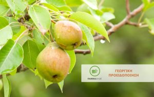 Προληπτικά μέτρα φυτοπροστασίας των Μηλοειδών