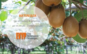 Ακτινίδια με απόδοση & μέγεθος με τη σειρά βιοδιεγερτών της ΕΒΥΠ