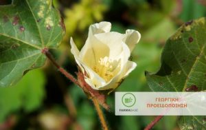 Καλλιεργητικές πρακτικές για την αποτελεσματική φυτοπροστασία του βαμβακιού