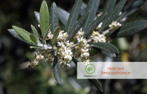Ελιά: Αυξημένες οι συλλήψεις στο δίκτυο φερομονικών παγίδων