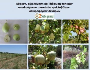 Δράσεις εύρεσης, αξιολόγησης και αξιοποίησης τοπικών ποικιλιών φυλλοβόλων οπωροφόρων δένδρων από τον ΤΦΟΔ Νάουσας