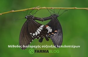 Μέθοδος διαταραχής σύζευξης λεπιδοπτέρων: Ένα αποτελεσματικό μέτρο φυτοπροστασίας