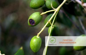 Ελιά: Η έναρξη της φθινοπωρινής περιόδου προκαλεί ευνοϊκό περιβάλλον για μολύνσεις