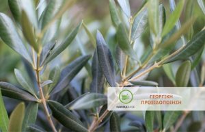 Ελιά: Ευνοούνται οι μολύνσεις από τον βροχερό καιρό