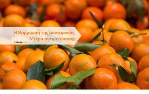 Η Κομμίωση της μανταρινιάς – Μέτρα αντιμετώπισης