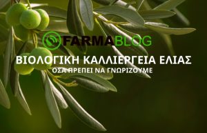 Βιολογική καλλιέργεια ελιάς- όσα πρέπει να γνωρίζουμε