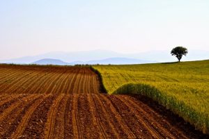 Ο Θεσσαλικός κάμπος έχασε ήδη το 50% της γονιμότητας του
