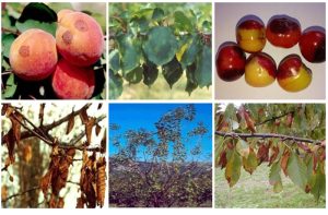 Ανθράκωση των πυρηνόκαρπων