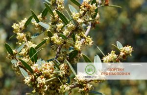 Εχθροί της Ελιάς κατά την ολοκλήρωση της Καρπόδεσης