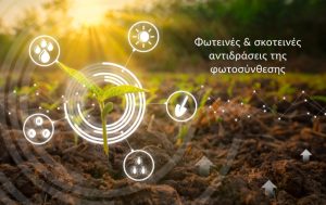 Φωτεινές & σκοτεινές αντιδράσεις της φωτοσύνθεσης