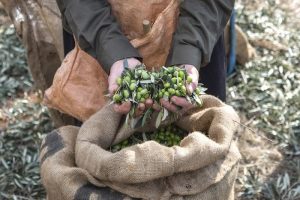 Ποιότητα Ελαιολάδου: πως επιδρά η συγκομιδή, η μεταφορά και η άλεση του καρπού