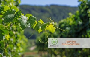 ‘Εκπτυξη οφθαλμών στο αμπέλι – Εχθροί και ασθένειες