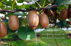 Ακτινίδιο: Μετασυλλεκτικός χειρισμός του & Ορθή πρακτική εφαρμογής curing