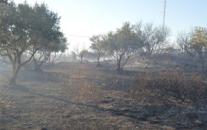 Διαχείριση γεωργικών εκτάσεων μετά τις πυρκαγιές