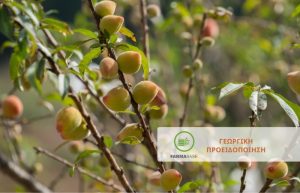 Ανάρσια – Βλαστορύκτης – Φυλλοδέτης & Πράσινη Αφίδα Ροδακινιάς
