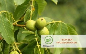Καρυδιά: Άμεση φυτοπροστασία απέναντι σε ανθράκωση & βακτηρίωση