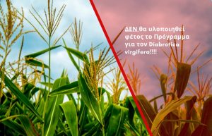 ΔΕΝ θα υλοποιηθεί φέτος το Πρόγραμμα για τον Diabrotica virgifera στον Αραβόσιτο!