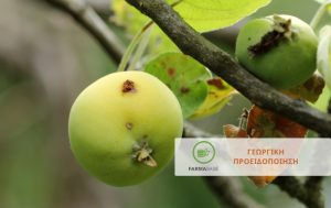 Επεμβάσεις για την Καρπόκαψα σε Μηλιά – Καρυδιά