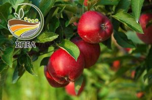 Λίπανση Μηλιάς : Αύξηση παραγωγικότητας – Ποιότητας καρπών