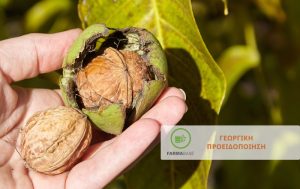 Αύξηση συλλήψεων Καρπόκαψας Καρυδιάς
