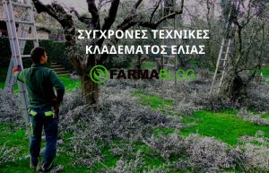 Σύγχρονες τεχνικές κλαδέματος ελιάς