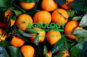 Agrology Success Stories: Πρωίμιση Παραγωγής στο Μανταρίνι με XGel Topaz®