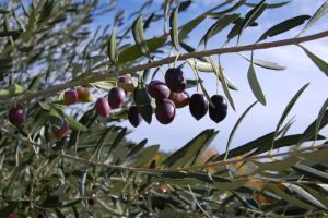 Επίδραση του Amino 16 στην ανθοφορία, θρέψη & ποιότητα των παραγόμενων καρπών & Ελαιολάδου