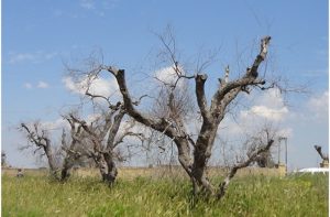 Συναγερμός και στην χώρα μας για την Xylella Fastidiosa –  Επιβλαβής οργανισμός καραντίνας