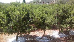 Δενδρώδη / θαμνώδη μικρότερης οικονομικής σημασίας: Το Μαστιχόδεντρο ή Σχίνος Χίου (Pistacia lentiscus var. Chia L.)