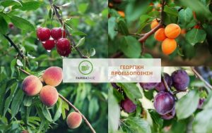 Περίοδος ευαισθησίας για τις Πυρηνόκαρπες καλλιέργειες