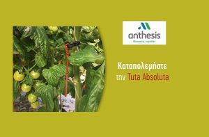 Αποτελεσματικές λύσεις προστασίας για τη Τομάτα με ελάχιστα ή μηδενικά υπολείμματα!