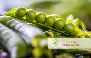 Εμφάνιση Ωιδίου σε Μπιζέλι Θερμοκηπίου