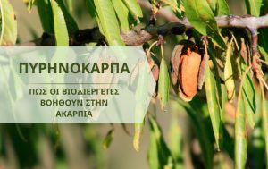 Πώς οι Βιοδιεγέρτες μπορούν να βοηθήσουν στην ακαρπία των Πυρηνόκαρπων