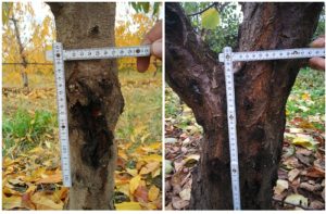 Cytospora στα Πυρηνόκαρπα – Οι καταστροφικές συνέπειες του “Καρκίνου των δένδρων”