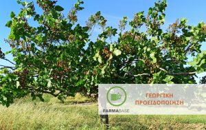 Φιστικιά & Ασθένειες: Τι να γνωρίζετε πριν τη νέα καλλιεργητική περίοδο