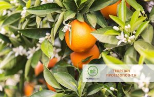 Φυτοπροστασία Εσπεριδοειδών από Κόκκινη Ψώρα – Ψευδόκοκκο – Τετράνυχο – Αλευρώδεις
