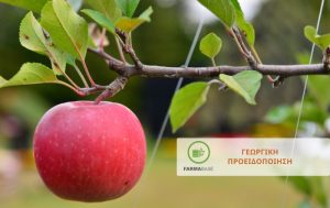 Ευνοούνται οι ασθένειες Μηλιάς & Αχλαδιάς από τις άστατες καιρικές συνθήκες