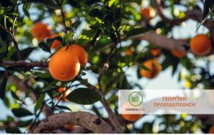 Μαύρος ακανθώδης αλευρώδης – Έναρξη διασποράς του εντόμου στα εσπεριδοειδή