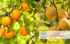Προσοχή στους εντομολογικούς εχθρούς των εσπεριδοειδών!