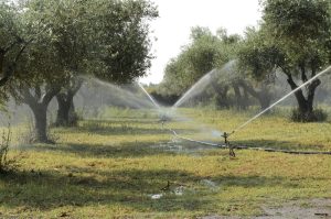 Η άρδευση της ελιάς