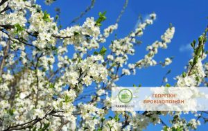 Φυτοπροστασία Κερασιάς μετά τις βροχοπτώσεις