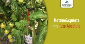 Καταπολεμήστε την Tuta Absoluta με τις καινοτόμες & αποτελεσματικές λύσεις της Anthesis