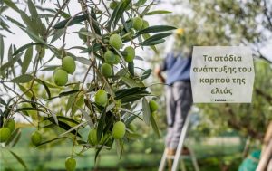 Τα στάδια ανάπτυξης του καρπού της Ελιάς