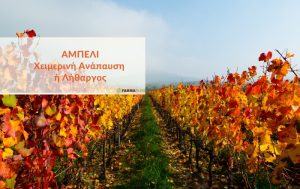 Το αμπέλι εισέρχεται στη χειμερινή ανάπαυση ή αλλιώς λήθαργο