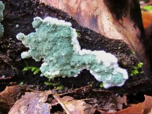 Η αξία των Trichoderma για τις καλλιέργειες