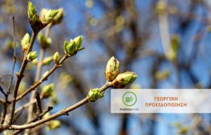 Πυρηνόκαρπα: Φυτοπροστασία στο ευαίσθητο στάδιο της διόγκωσης των οφθαλμών – έναρξη βλάστησης