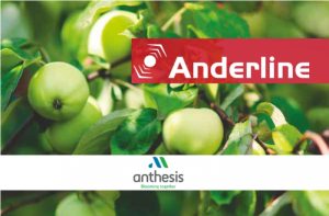 Anderline –  Η βιολογική λύση για τον Τετράνυχο σε Πυρηνόκαρπα & Μηλοειδή