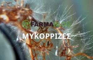Μυκόρριζες – τα τεράστιας έκτασης υπόγεια δίκτυα συμβιωτικών οργανισμών!